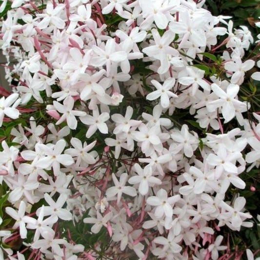 White Jasmine + Mint
