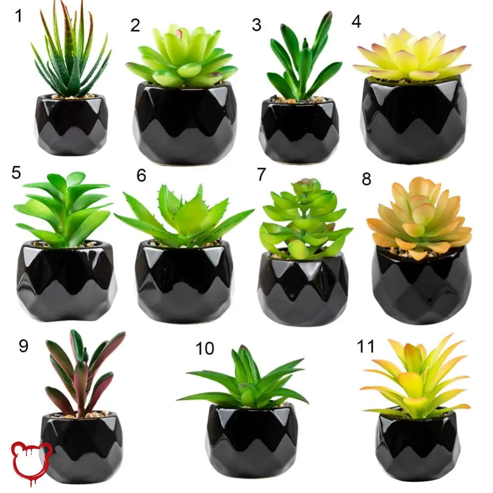 Black Pot Succulent in 11 Designs