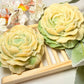 Aloe Bloom Herbal Soap Bar- RESTOCKED!