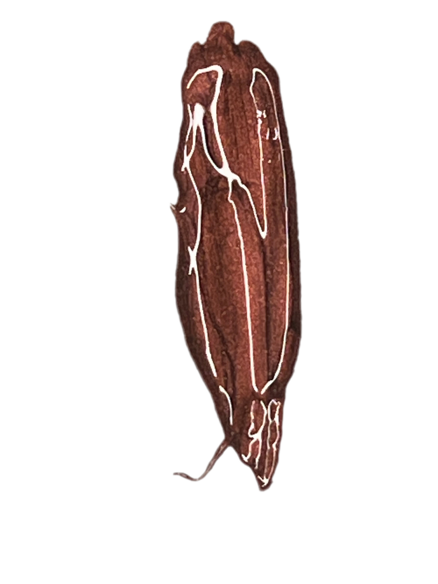 Mocha- Chocolate brown Metallic Lip Gloss