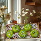 Wax Melts | Key Lime Donut