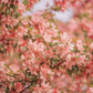 Nashi Blossom