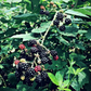 Blackberry Bay