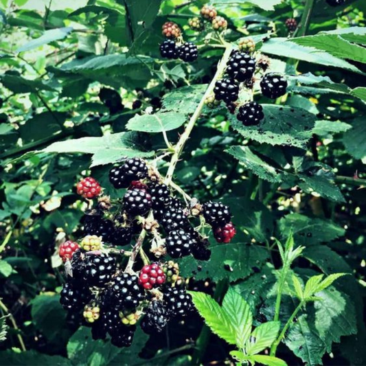 Blackberry Bay