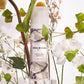 Driftwood & Gardenia Fragrance Hand Cream