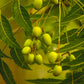 The Original Organic Handmade Neem Oil Soap