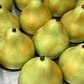 BARTLETT PEARS Wax Melts | 5.75 oz | 6 Melts