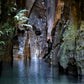 Rainforest