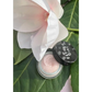 Rose Lip Polish