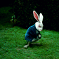White Rabbit