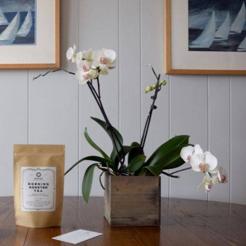 Morning Rooster Tea: Herbal Blend for Male Reproductive Health  - Made with Organic and Wildcrafted Herbs